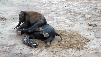 Dog...er...Elephant Pile, Part 2 - Baby Tupelo Strikes Again!