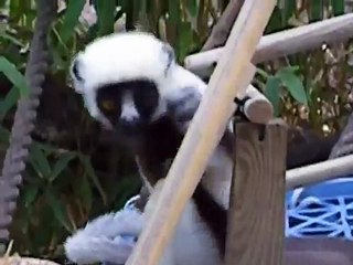 Kelyfamata Bounces Around