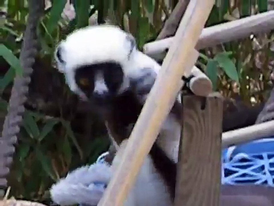 Kelyfamata Bounces Around