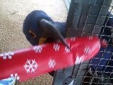 Parrots Open Their Presents