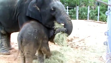 Oh Brother! Baby Elephant Baylor