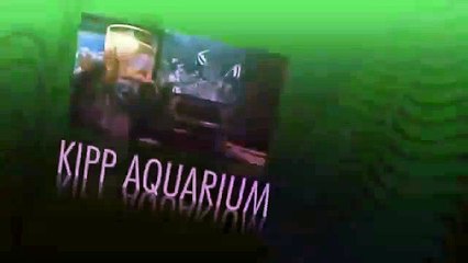 Events at the Houston Zoo Kipp Aquarium