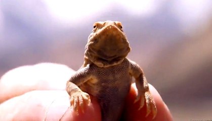 Nigel Marven ile Çin