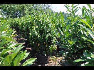 Stop Killing Your Plants... About Water Stress that kill plants