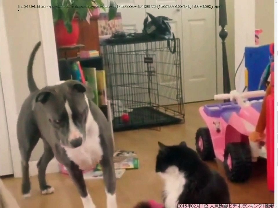 激カワ、可愛い、おもしろい猫や犬の動画Ranking 2015 1116