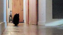 The Mystery of Black Cats - Funny Animals Channel