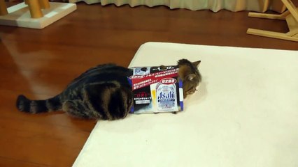 Maru le chat n'a pas assez d'un carton