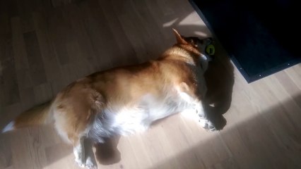 Un chien couché essaie d'attraper une balle