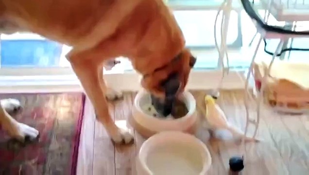 Люблю попугаев)))