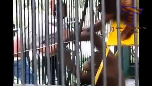 Animals can be so annoying - Funny animal compilation