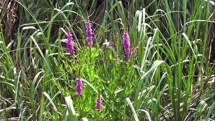 Ukbe Bin Nafi Timurtaş Hoca