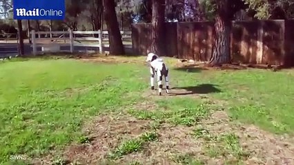 Star Paws: Little pooch is dressed up as a Stormtrooper!!