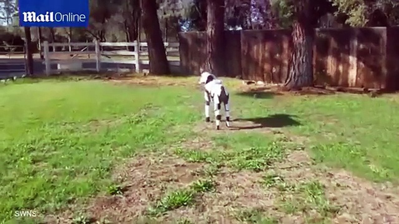 Star Paws: Little pooch is dressed up as a Stormtrooper!!