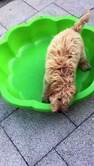 Adorable Puppy Attacks Empty Pool