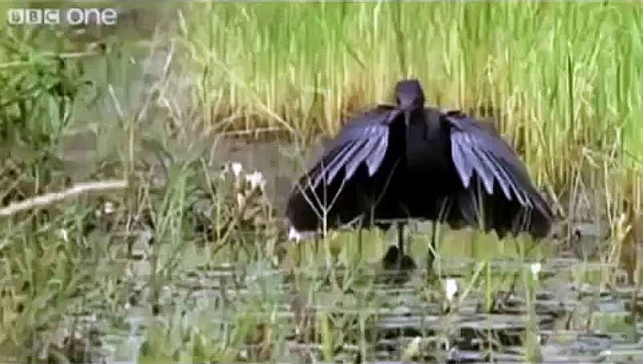 Funny British Animal Voiceovers