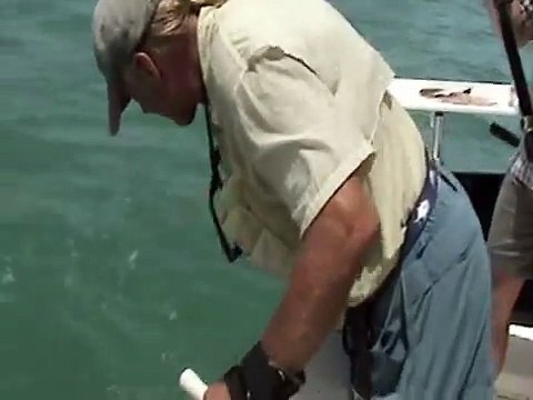 Goliath Grouper Swallows Shark