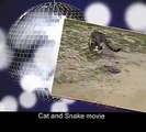 Cat vs Snake – Cat Kills the Snake