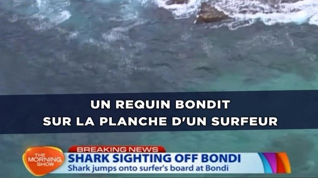 Un requin bondit sur la planche d'un surfeur qui s'en sort indemne