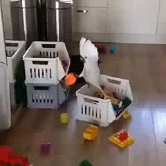 Bu Papağan Çok Yetenekli