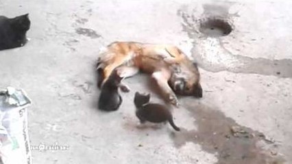 Une maman chat présente ses petits à un vieil ami