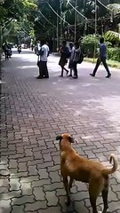 Epic Fall bike stunt, funny