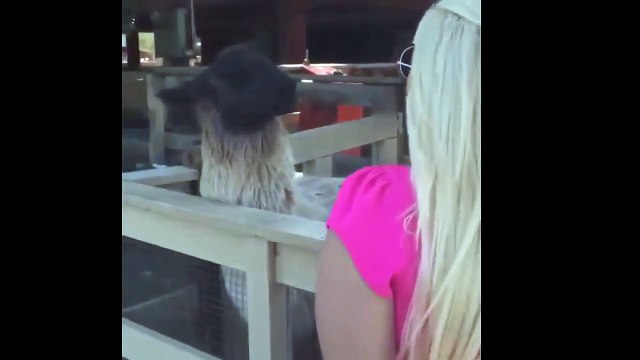 Прикол с блондинкой Пышногрудая блондинка и вредная лама Прикол 2015