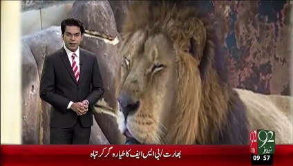 Africi Sher Ki Nasal k mustaqbil