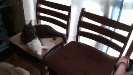 Прикол) кот сам надевает шапку