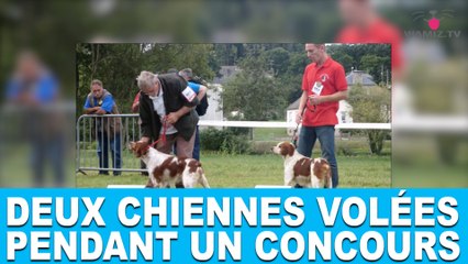 Deux chiennes volées pendant un concours! L'histoire incroyable dans la minute chien #76