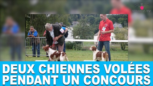 Deux chiennes volées pendant un concours! L'histoire incroyable dans la minute chien #76