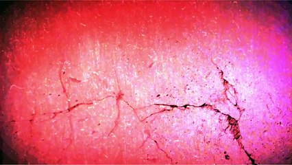 Vidéo choc : comment sont fabriqués les canards à foie gras