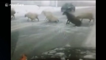 Sheep slip on icy road following snow