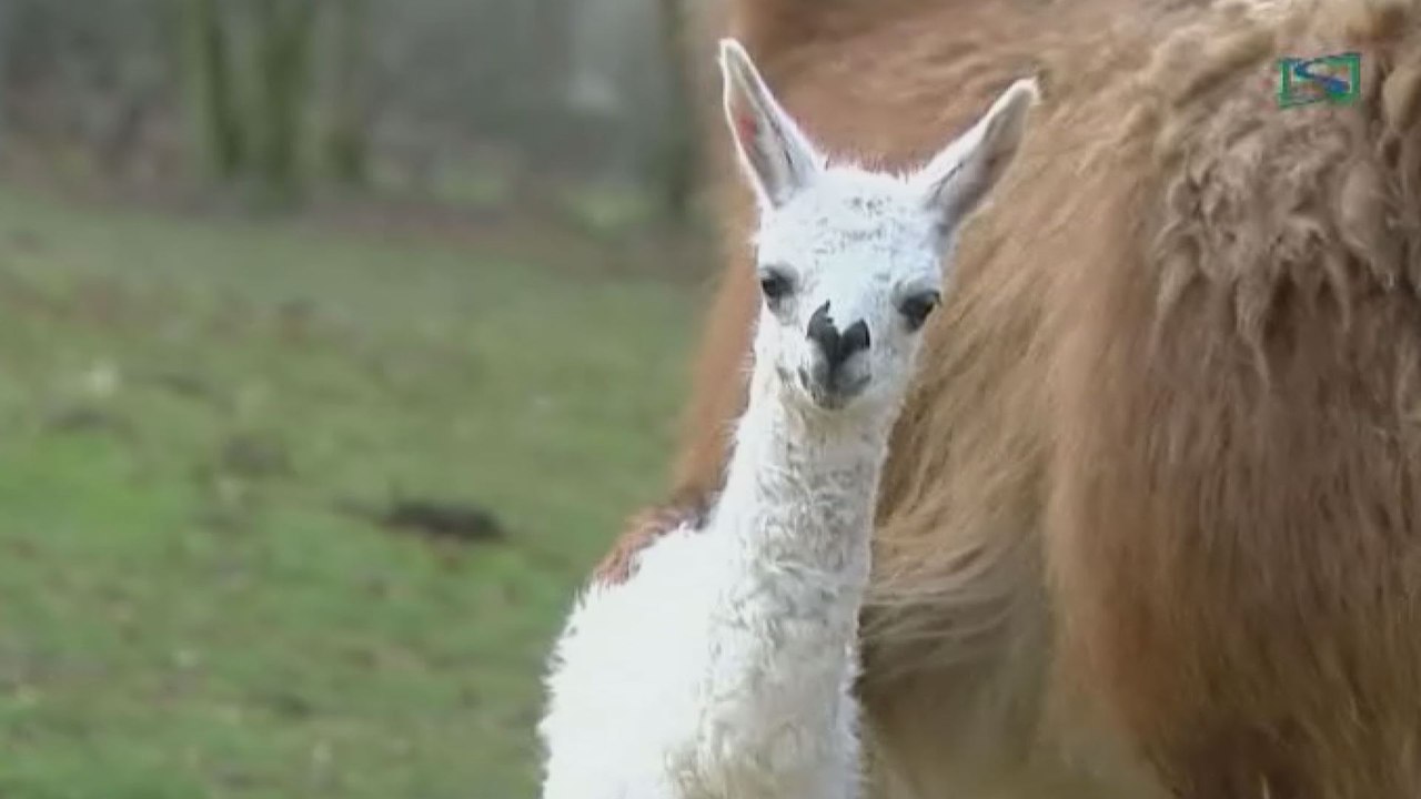 Miracle de Noël: naissance inattendue d'un bébé lama au Château de Seneffe