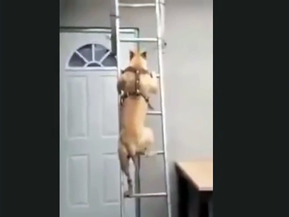 Have you ever seen a dog like this - Jokeroo!