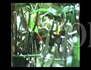 How A Mosqitueo Spread His Wings See The Creature Of Allah