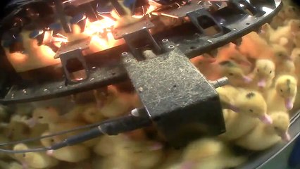 Les canetons martyrisés pour leur foie gras