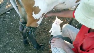 Amazing Cat Drinks Milk Of Cow Must See This