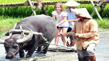 Gọi Trâu Nhạc Thiếu Nhi - Bài Hát Gọi Trâu
