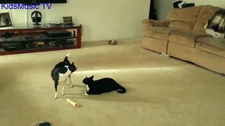 Cat Love Dog - Animal Love - The Real Love