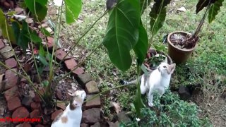 Tom and Jerry Real Life - Funny Cats Compilation 2016 -