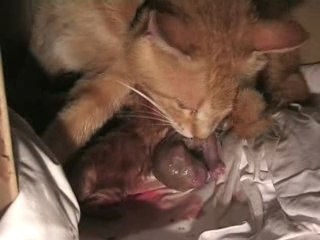 Naissance bebes (court)