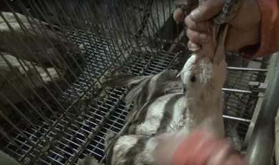 Vous ne mangerez plus jamais de foie gras après avoir vu cette vidéo