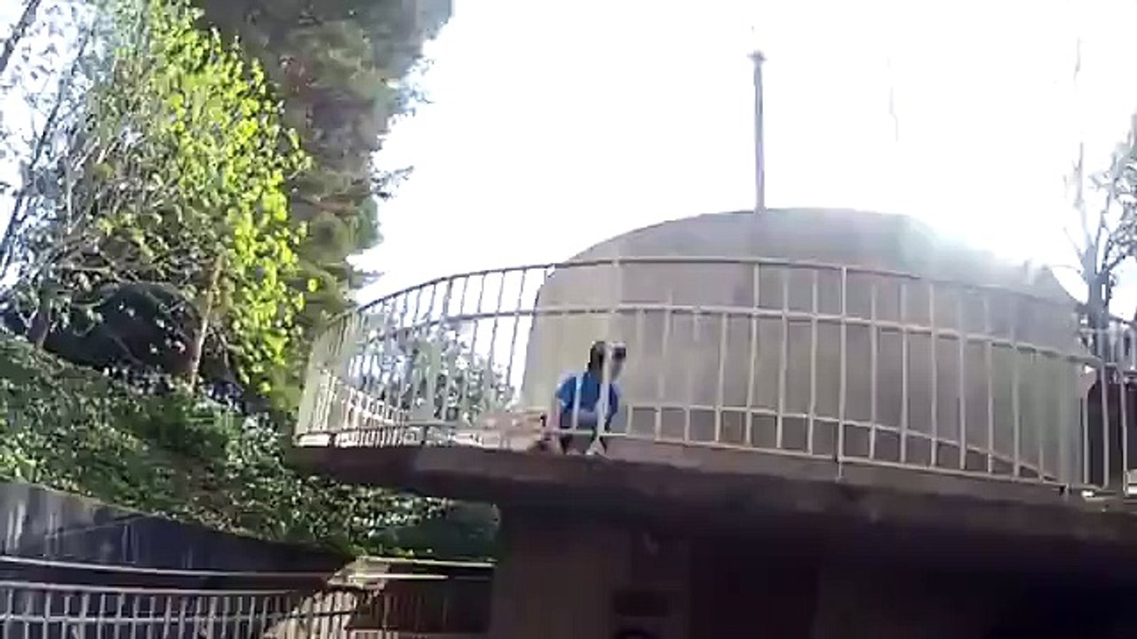 Z-Flex 76 Complete Longboard Review - NordBoardscom