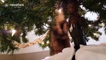 A cat and a ferret play together under a Christmas tree