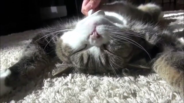 Ce chat et son esclave humain. Animal trop mignon