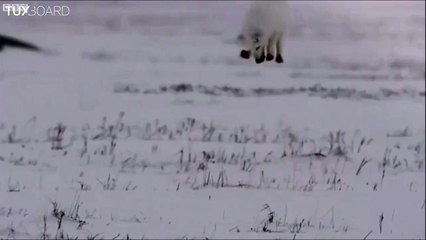 Descargar video: Technique de chasse d'un renard des neiges : le plongeur de poudreuse