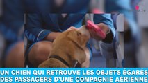 Un chien qui retrouve les objets égarés des passagers d'une compagnie aérienne! Aujourd'hui dans la minute chien #79