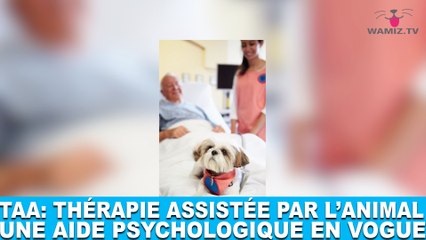 TAA: Thérapie Assistée par l'Animal, une aide psychologique en vogue! À découvrir dans la minute chien #80