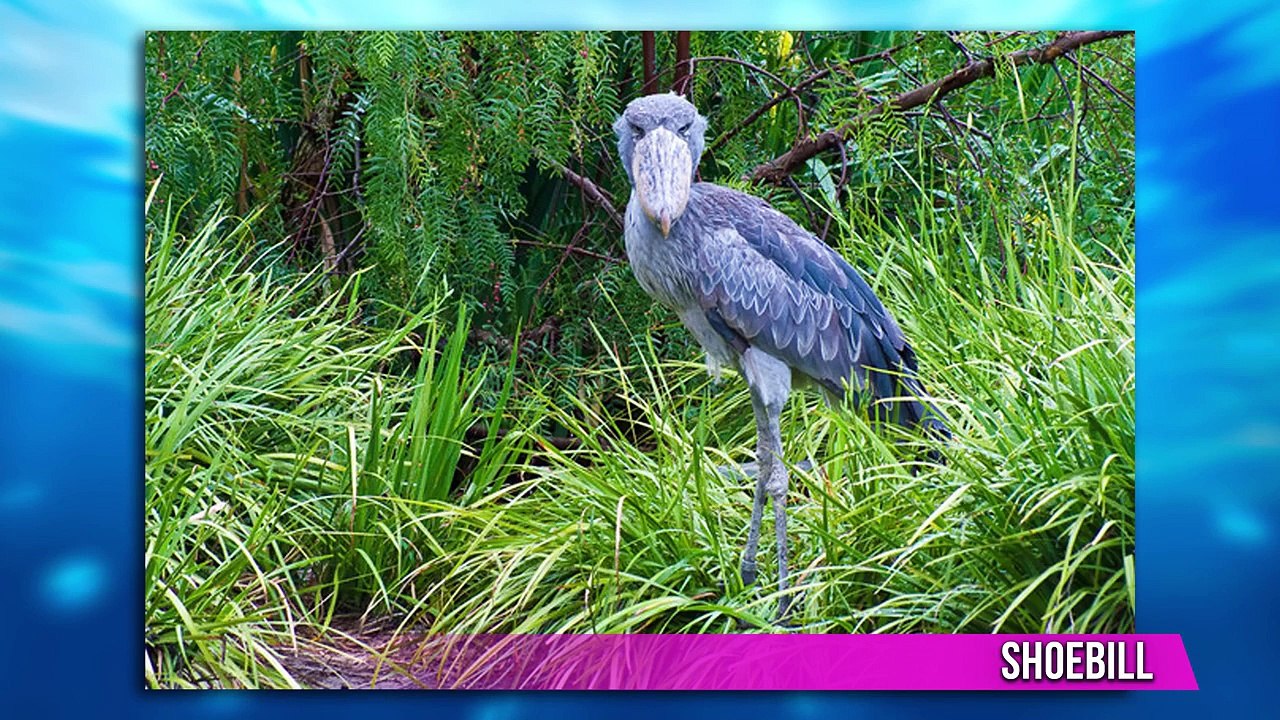 7 Animals That Look Totally Fake