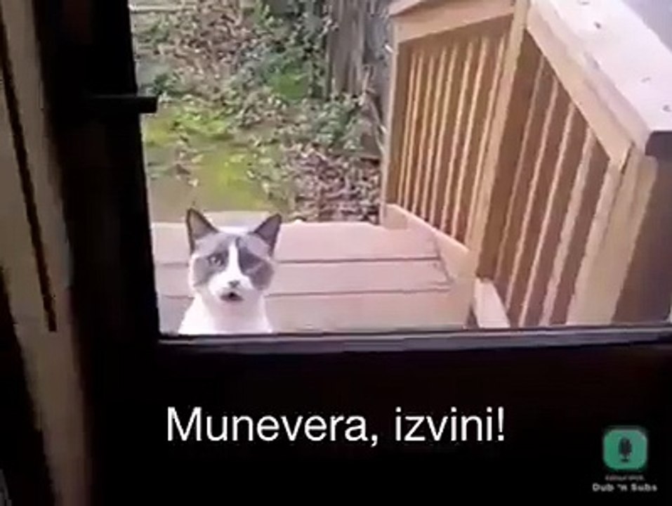 Cat talks with his owner